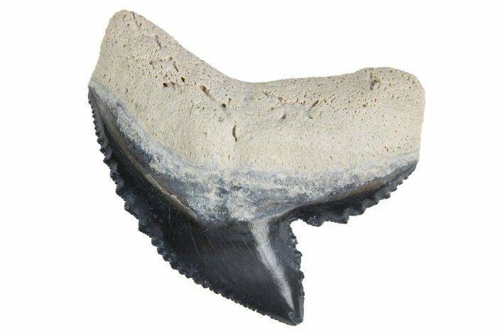 Fossil Tiger Shark (Galeocerdo) Tooth - Bone Valley, Florida #299493